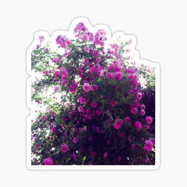 Item preview, Pink Damask Rose Bush Photograph designed and sold by honeyandhive.
