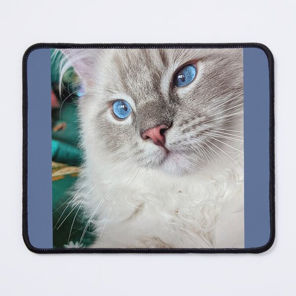 Item preview, Copy of Lynx ragdoll kitten designed and sold by Fluffycat2020.