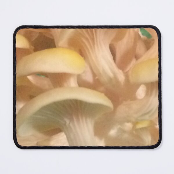 Item preview, Golden Oyster Mushrooms (Underside) designed and sold by CJRPics.
