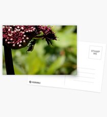 Hornet Hang Postcards