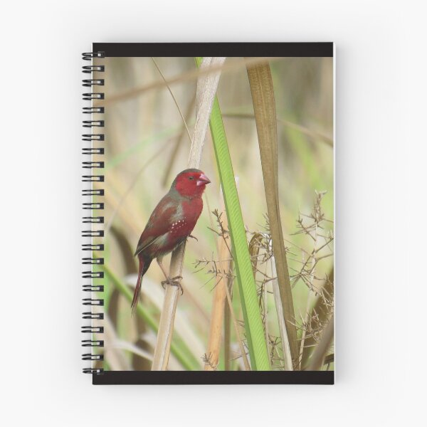 Item preview, Crimson Finch designed and sold by Genevieve Hanlon Art and Photography.