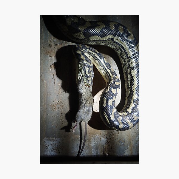Rat-atouille Photographic Print