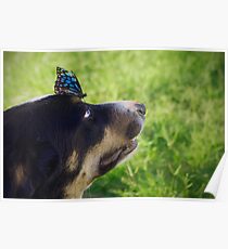 Toby's Butterfly Poster