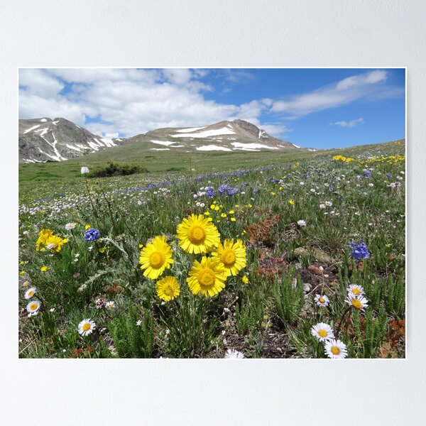 Item preview, High Mountain Meadow designed and sold by Jeff Street.