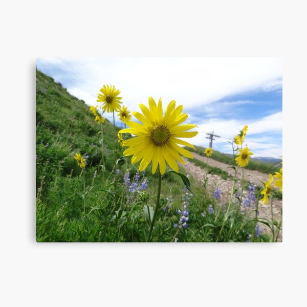 Yellow Daisies Canvas Print