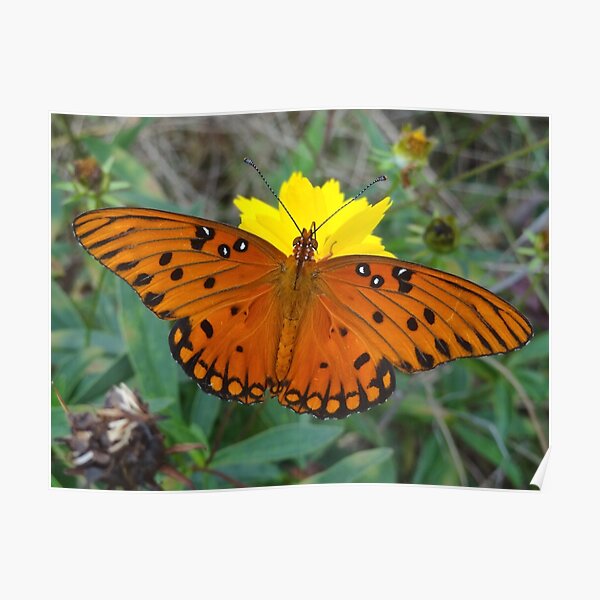 Butterfly Perched on Flower Poster
