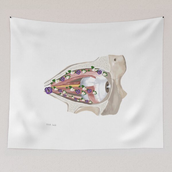Item preview, Anatomical eye designed and sold by livvysophie.