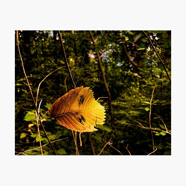 impulsivity (5:4) Photographic Print