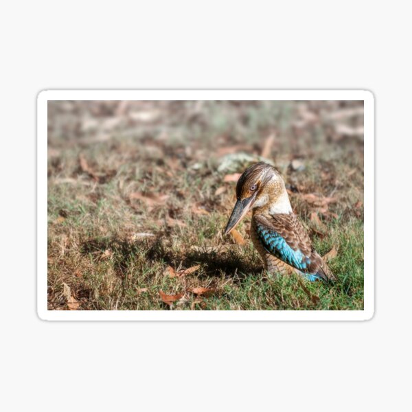 Vista previa del artículo con la obra «Kingfisher de alas azules Kookaburra en el suelo en Katherine, Australia», diseñado y vendido por Danielasphotos.