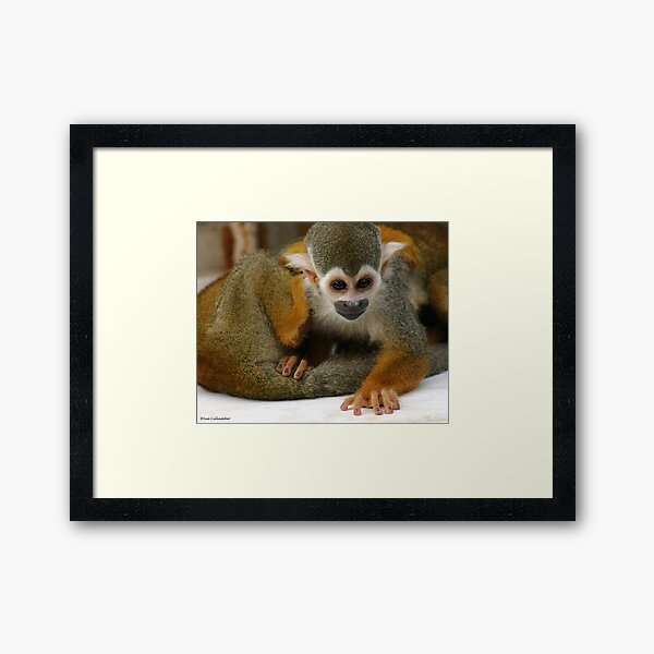 Ready, Set... Framed Art Print