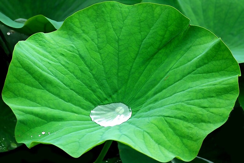 "Waterproof leaf of a waterlily" by Arie Koene Redbubble
