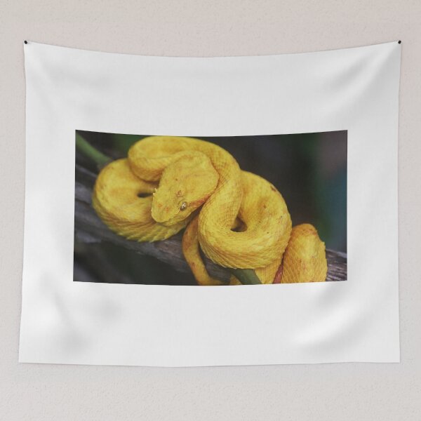 Item preview, Snake photographed in the jungle in Panama, Central America designed and sold by unatrotamundos.