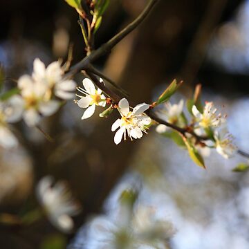 Artwork thumbnail, www.lizgarnett.com ... Bodsham in April, Kent, England by Liz Garnett Travel Photographer
