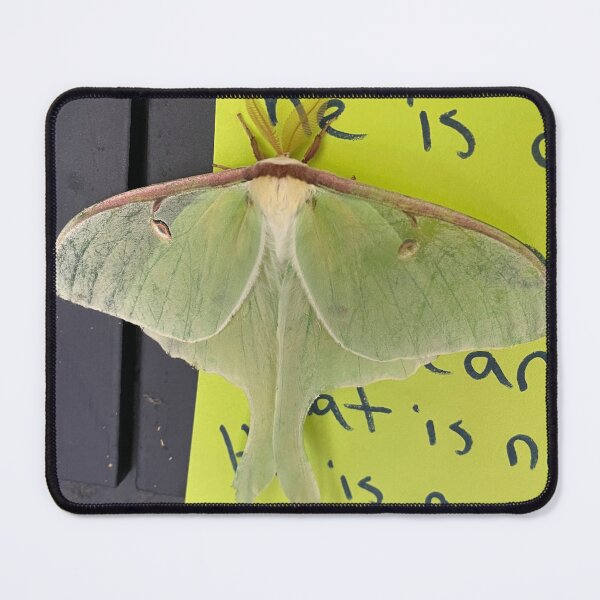 Item preview, luna moth designed and sold by dinosaurflower.