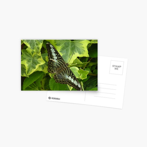 Item preview, camouflage (Parthenos sylvia 'lilacinus') designed and sold by WonderlandGlass.