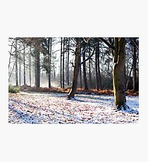 Winter in the woods, Newark Photographic Print