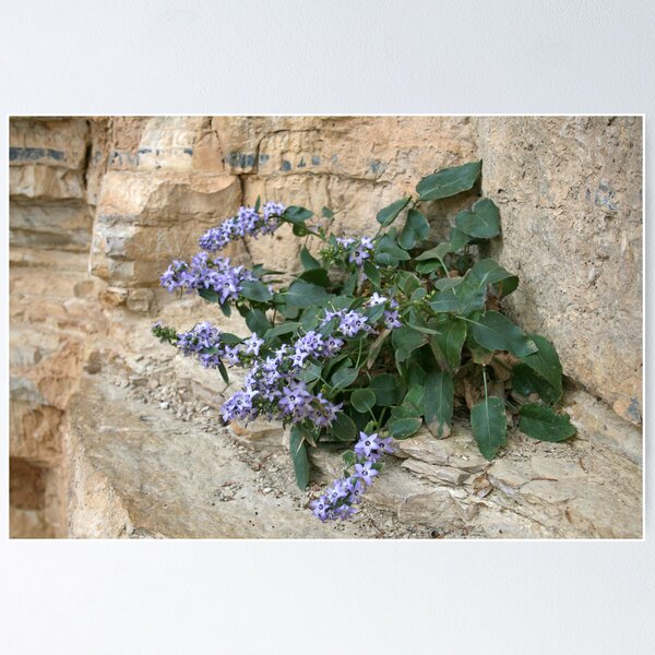 Item preview, Greek Wild Flowers designed and sold by DRWilliams.