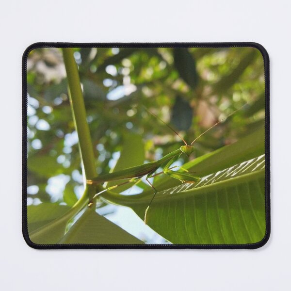 Item preview, Photogenic Praying Mantis designed and sold by Sangeeta Art Co..