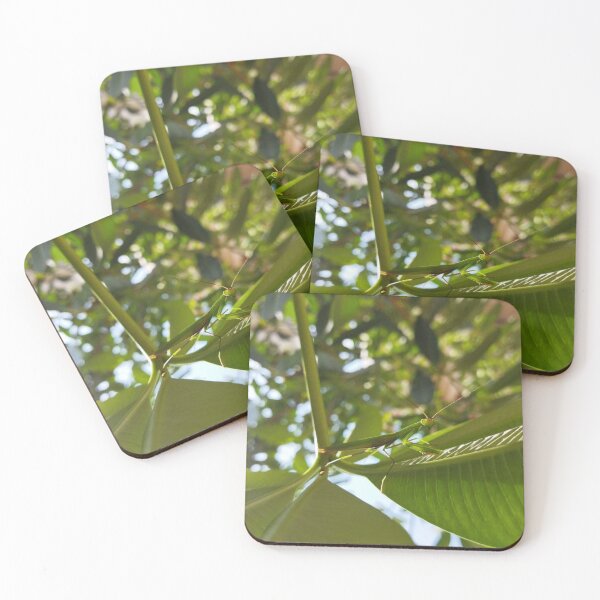 Item preview, Photogenic Praying Mantis designed and sold by Sangeeta Art Co..