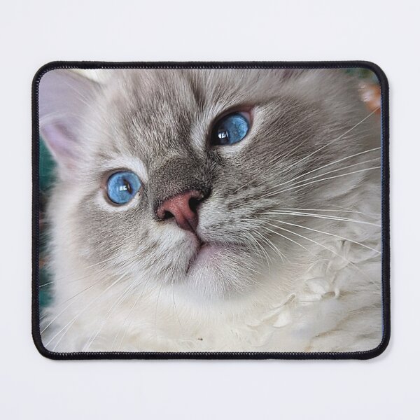 Item preview, Copy of Copy of Lynx ragdoll kitten designed and sold by Fluffycat2020.