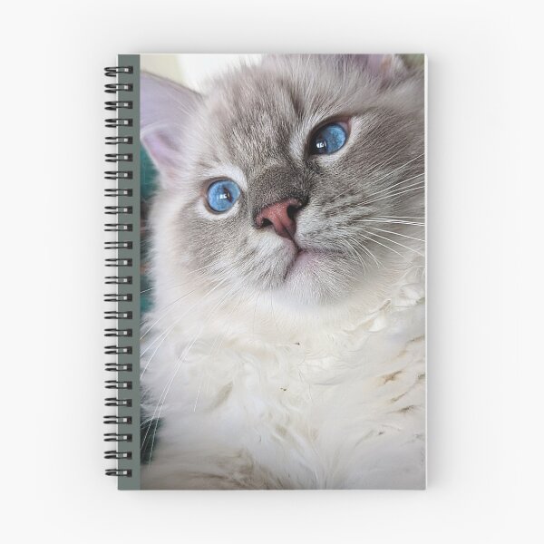 Item preview, Copy of Copy of Lynx ragdoll kitten designed and sold by Fluffycat2020.