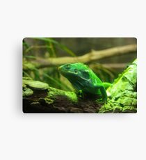 Reptile Canvas Print
