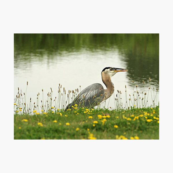 Gulp Photographic Print