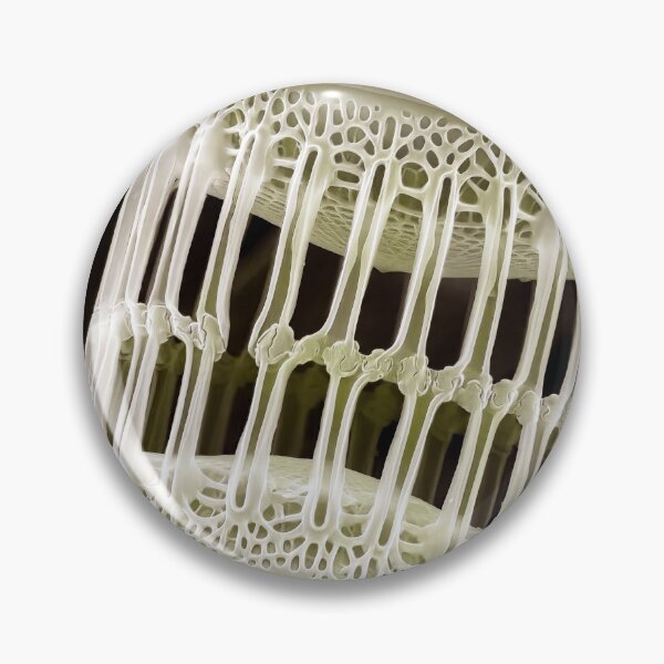 Item preview, Skeletonema in SEM (Ivory) designed and sold by DiatomsATTACK.