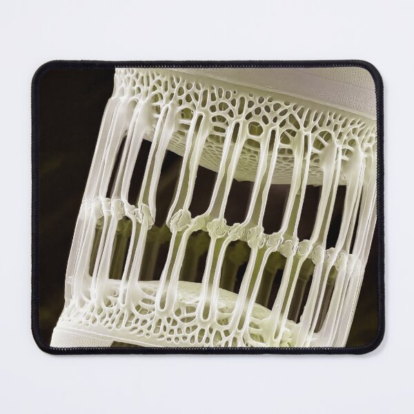 Item preview, Skeletonema in SEM (Ivory) designed and sold by DiatomsATTACK.