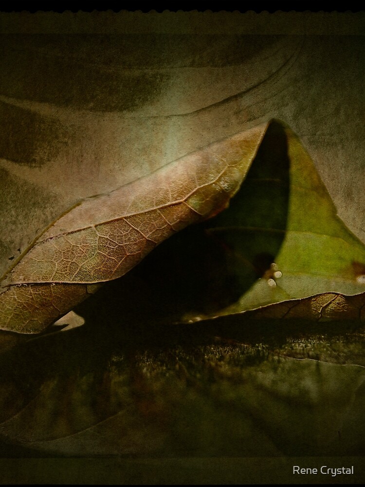 Winds of Change are Upon Us by imagesbycrystal