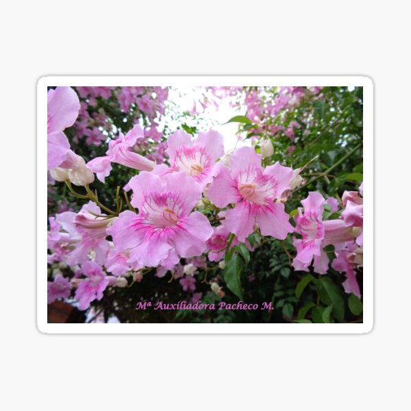 Thunbergia rosa 1 - Pink thunbergia 1 Pegatina