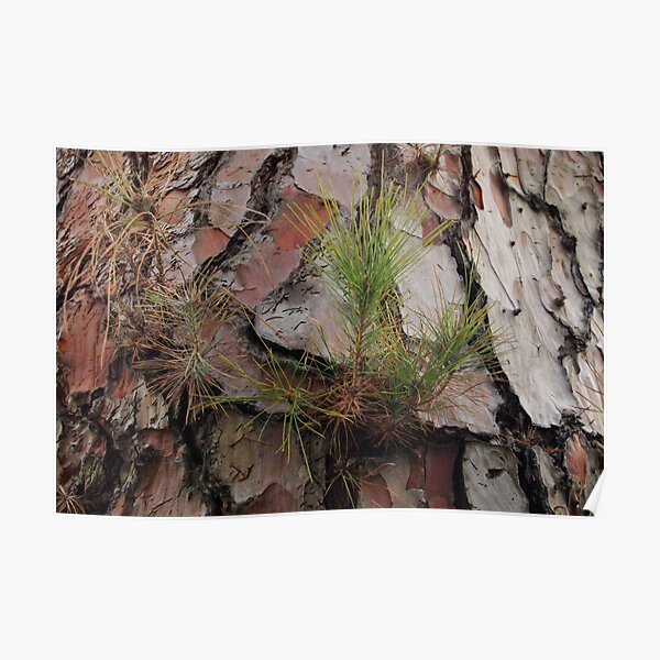 Pine Poster