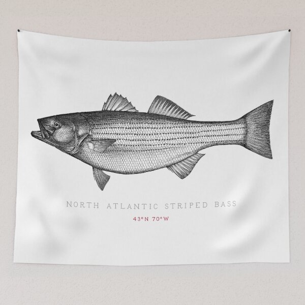 Item preview, Striped Bass Illustration designed and sold by Ken Murphy.