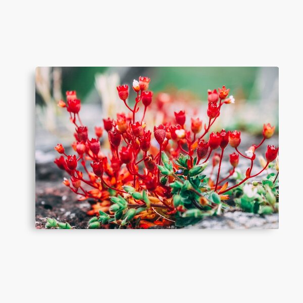 Item preview, Red Wild Flowers designed and sold by wklize.