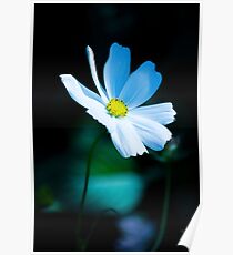Daisy 3 Poster