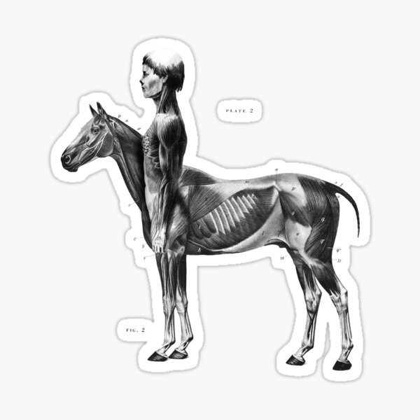 half-man-half-horse-centaur-anatomy-sticker-by-leftoverprints