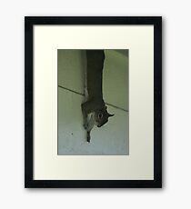 Hanging around Framed Print