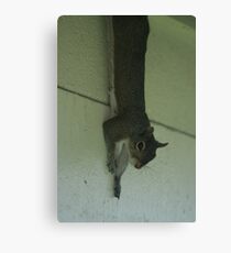 Hanging around Canvas Print