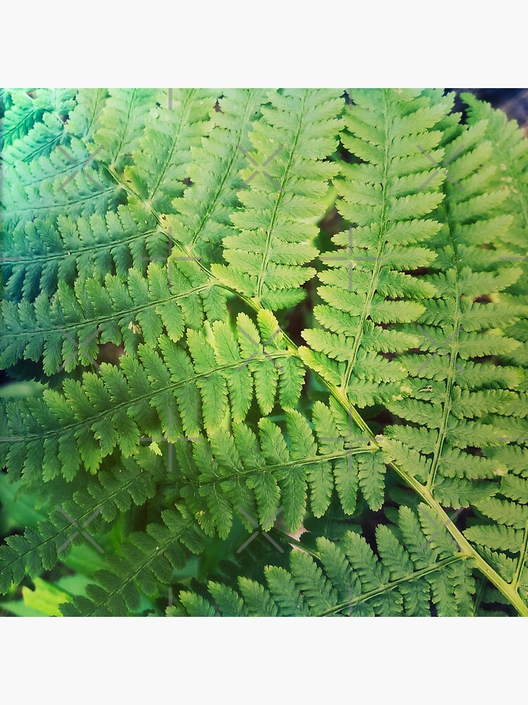 Fernly - Plant Lover Gift by OneDayArt