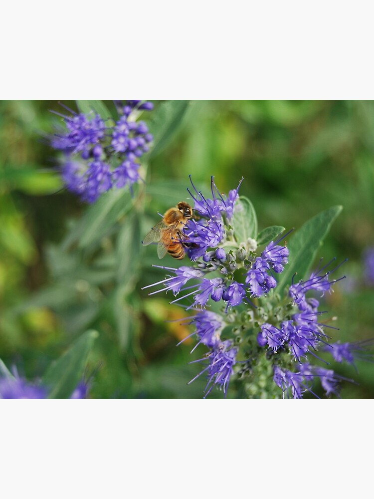 Beeautiful by VikingHorde