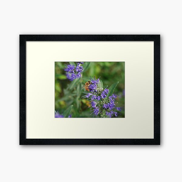 Framed Print
