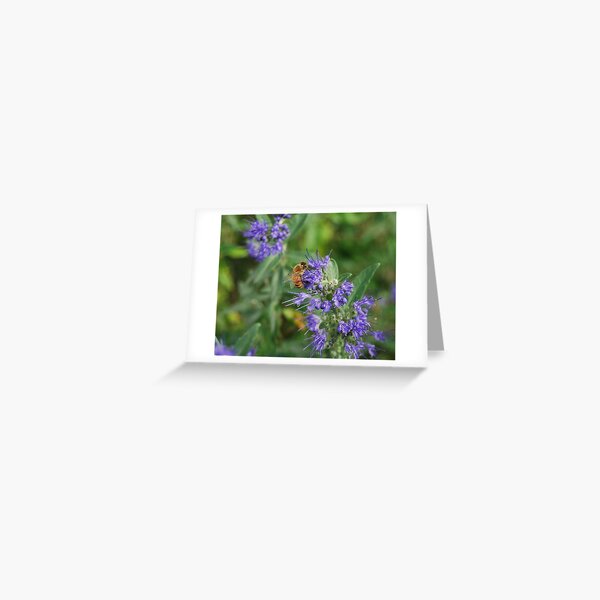 Greeting Card