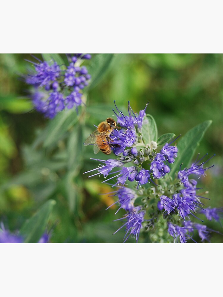 Beeautiful by VikingHorde