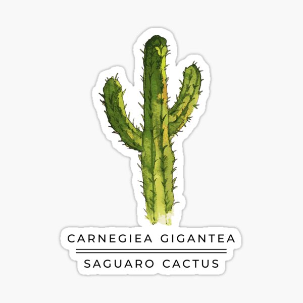Vista previa del artículo con la obra «Cactus Saguaro», diseñado y vendido por StillaDesign.