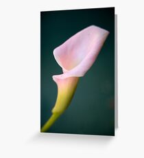 Pink Miniature Calla Lily Greeting Card