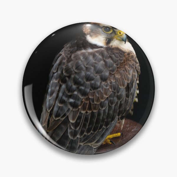 Item preview, Lanner Falcon designed and sold by DiFigianoPhoto.