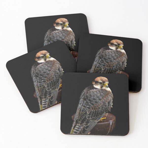 Item preview, Lanner Falcon designed and sold by DiFigianoPhoto.
