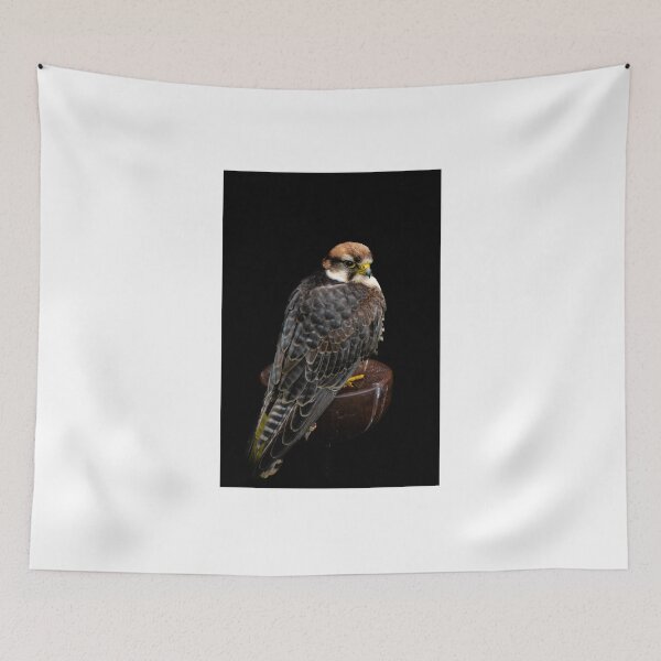 Item preview, Lanner Falcon designed and sold by DiFigianoPhoto.