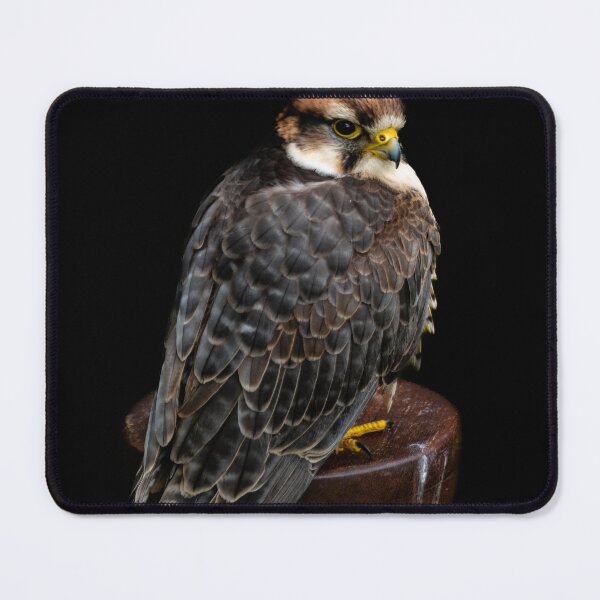 Item preview, Lanner Falcon designed and sold by DiFigianoPhoto.