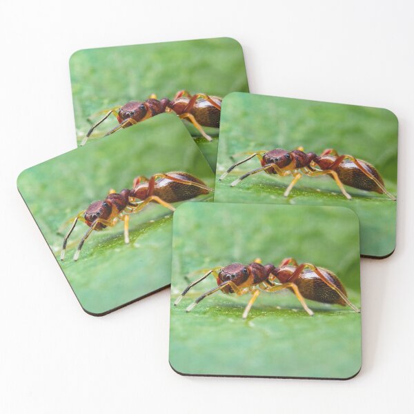 Item preview, Ant Mimic Jumping Spider designed and sold by AronsTinySafari.